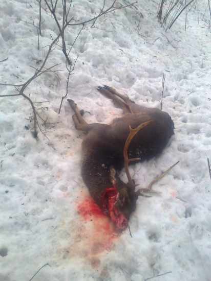 práca tulavych psov