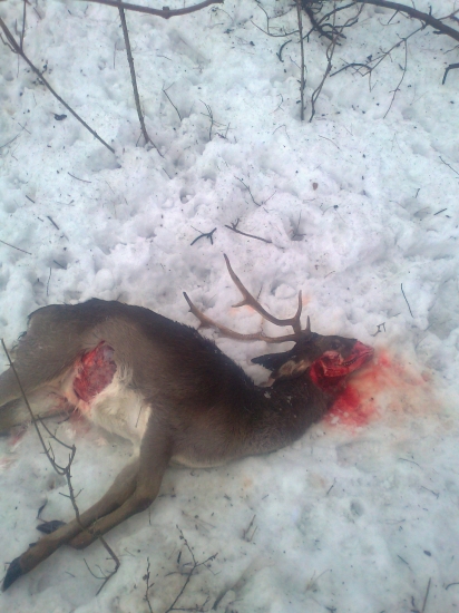 Minuloročná práca rom. psov