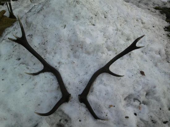 minulorocna zabudnuta para