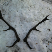 minulorocna zabudnuta para