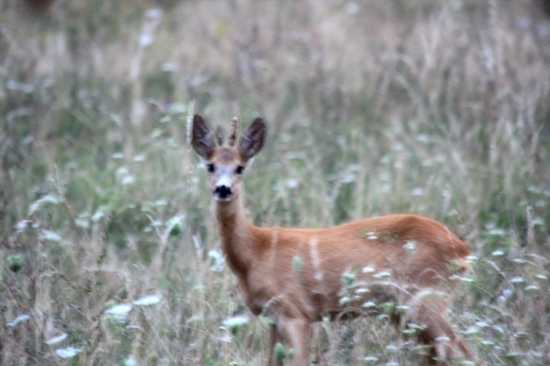 srnka s jedným parožím...
