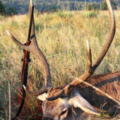 moje  ranné doprevádzanie