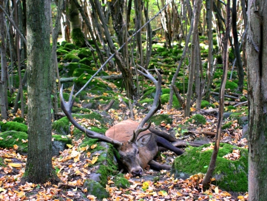 ´´Ja už nemusím,ja už ho vidím´´