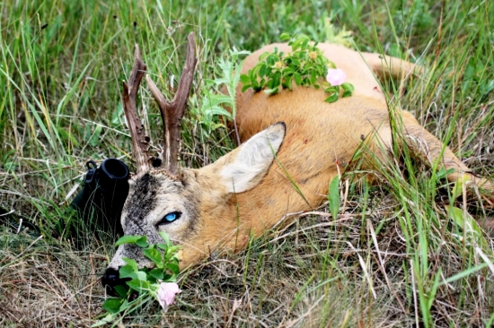 Za šípkovým kríčkom