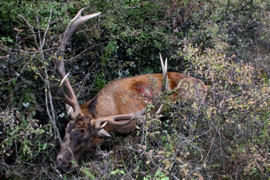 Už  je v jeleňom nebíčku...