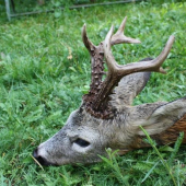 ruja 2008
