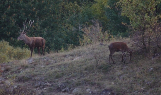 na kopceku