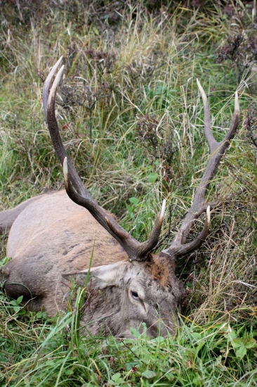 14 ročný starigaň