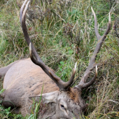 14 ročný starigaň