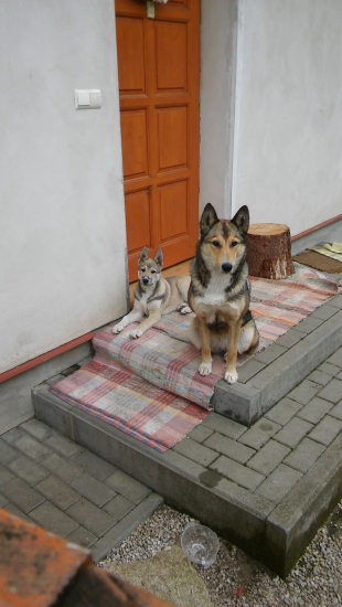 Bezpečnostný systém (skús vojsť) :-D