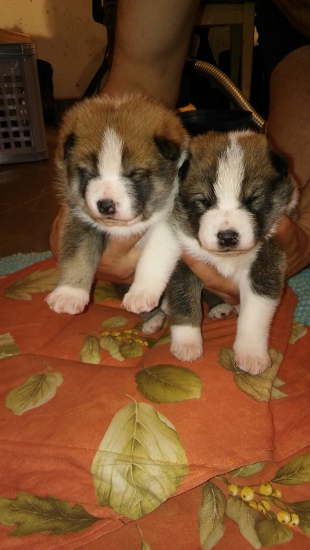 Chlapci z Fatranského jasu