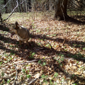 Dnes v revíri oznamovanie.