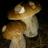 Dvojičky