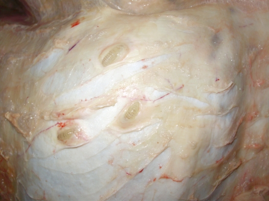 podkožná strečkovitosť jeleňa