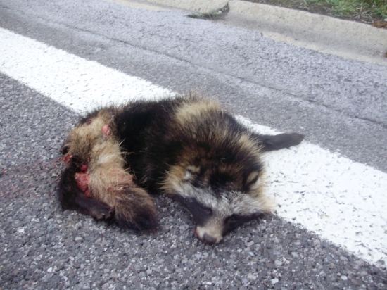 psík medvedikovitý na Liptove