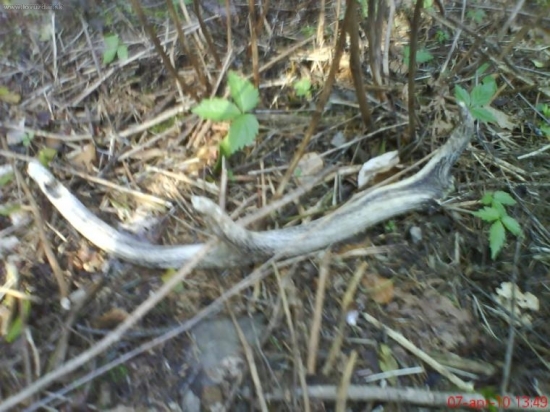 pri značení tažby