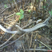 pri značení tažby