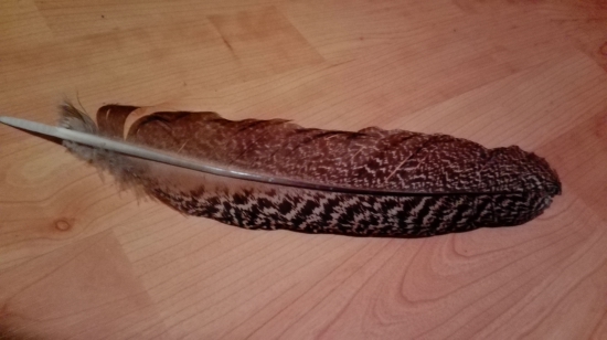 O akého vtáka môže ísť?