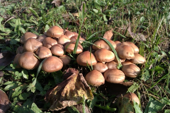 Podpňovka obyčajná