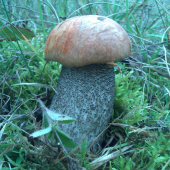 image10
