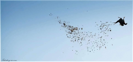 ... na poľovačke...