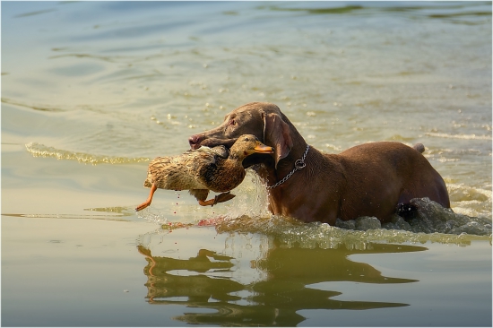 na kačiciach  (Výmar)
