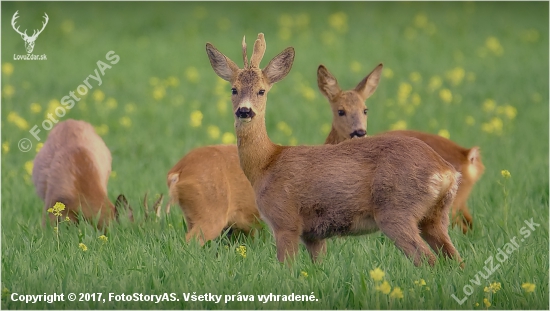 vytlčie , či nie?