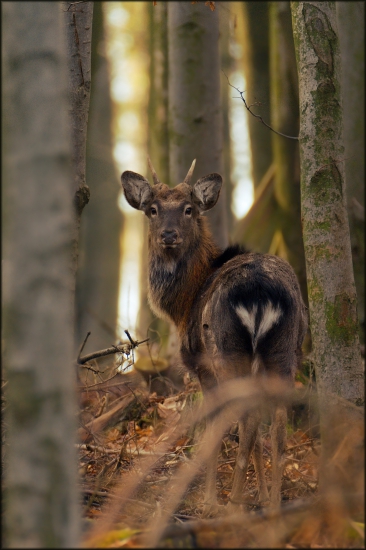 Sika