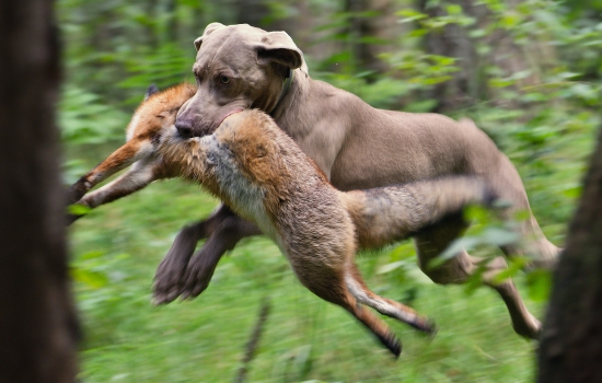 V akcií (weim)
