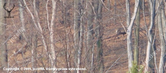 Vysoka na paši