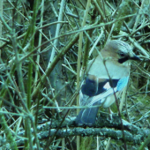 Sojka obyčajná.Maťaš.....