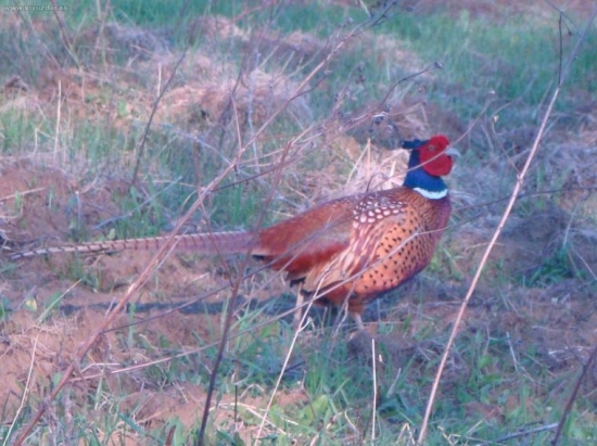 Fešačik čaká na striedačku....
