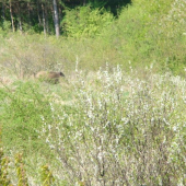 čierna
