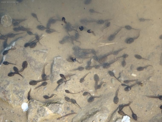 Zda sa že prežiju...