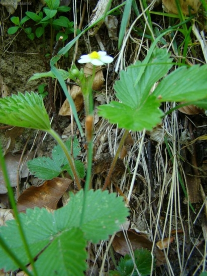 Jahoda lesná