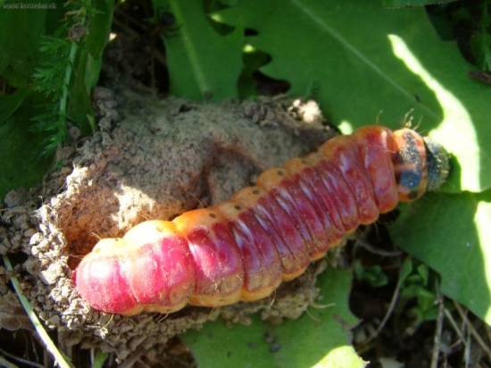 Larva drevotoča.....