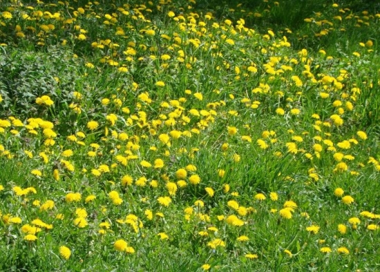 žltá krása  Pupava .....