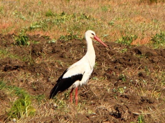 Bocian bielý