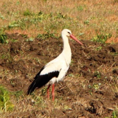 Bocian bielý
