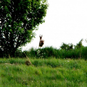 Srnec.. A ...nič....