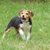 Bigel..až..čas...ukáže....