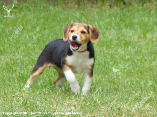 Bigel..až..čas...ukáže....
