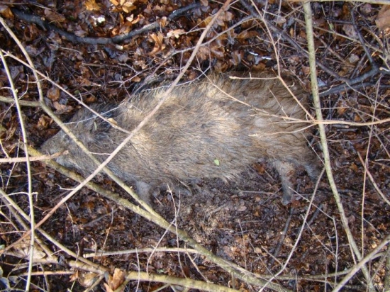 A ma to zasebou.....