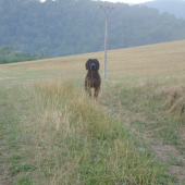 Astor