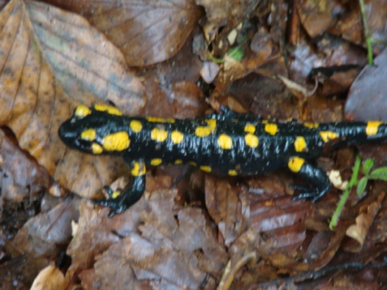 Salamandra škvrnitá....