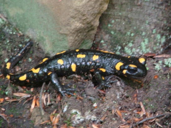 Salamandra škvrnitá....