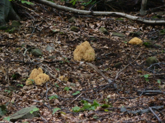 ....Takzvana Kozia brada