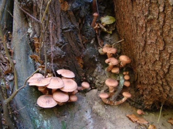 Našé obľubené.......