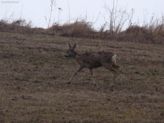 Srna napadnuta strečkom
