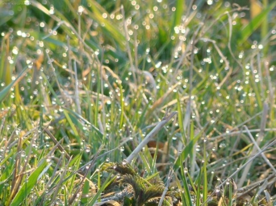 Ranná vlaha - Perličky....